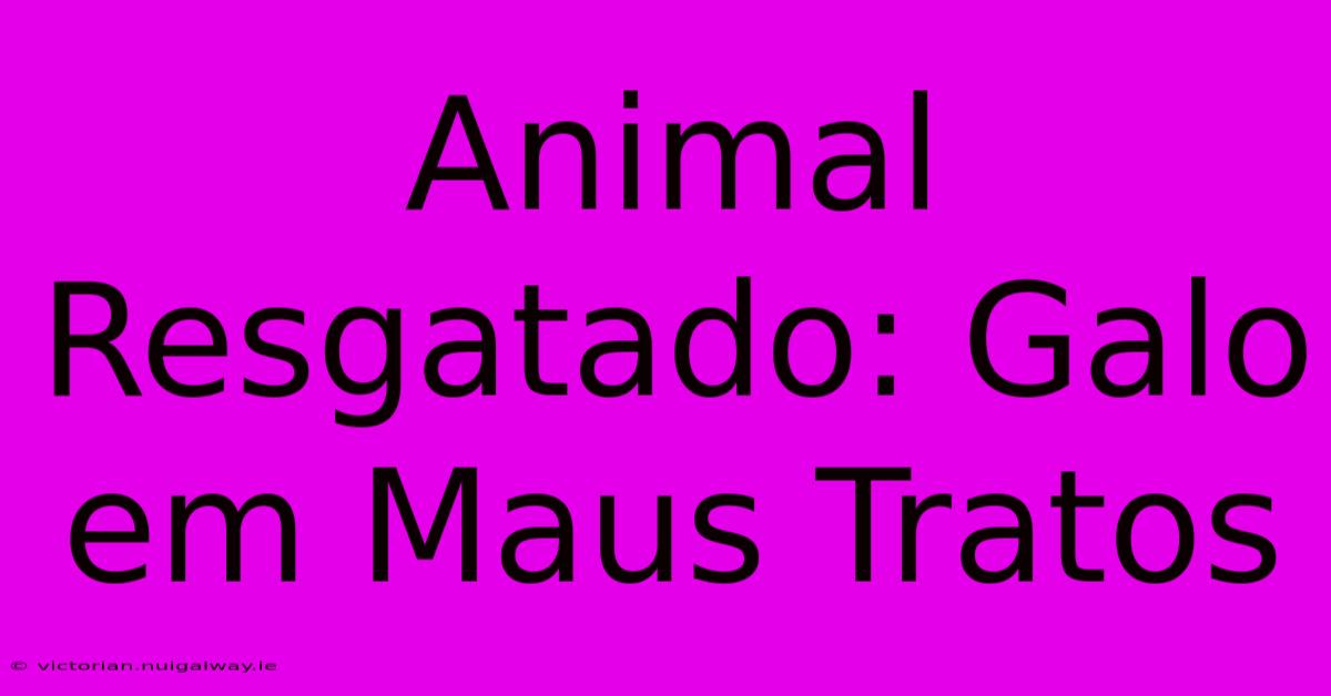 Animal Resgatado: Galo Em Maus Tratos