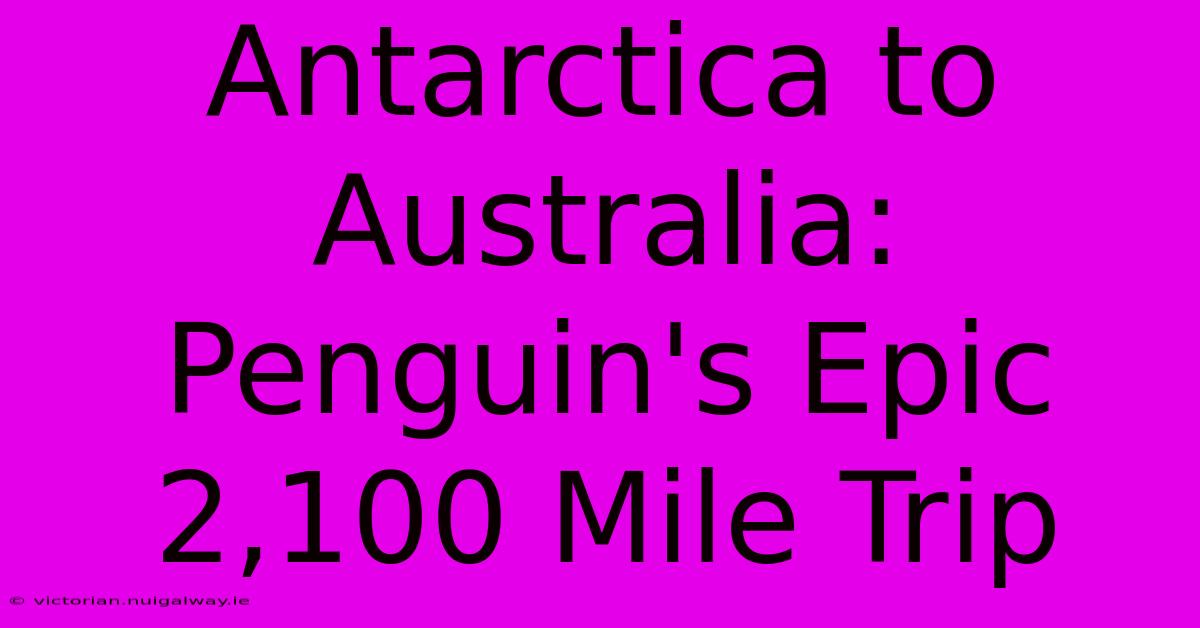 Antarctica To Australia: Penguin's Epic 2,100 Mile Trip 