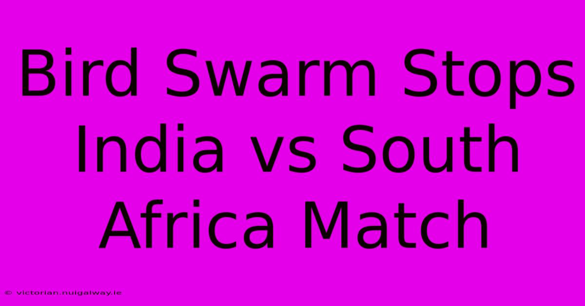 Bird Swarm Stops India Vs South Africa Match 