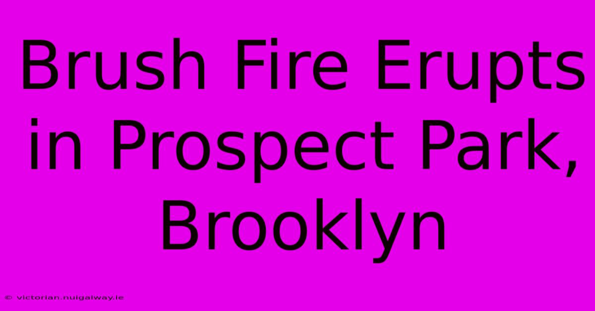 Brush Fire Erupts In Prospect Park, Brooklyn 