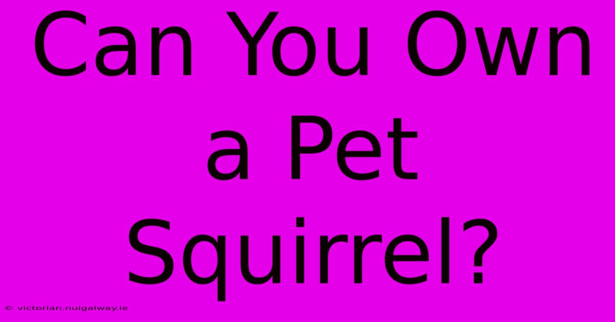 Can You Own A Pet Squirrel?