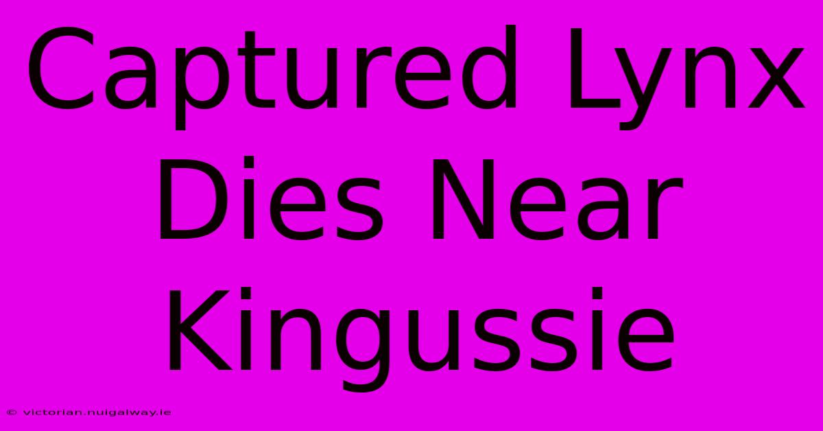 Captured Lynx Dies Near Kingussie