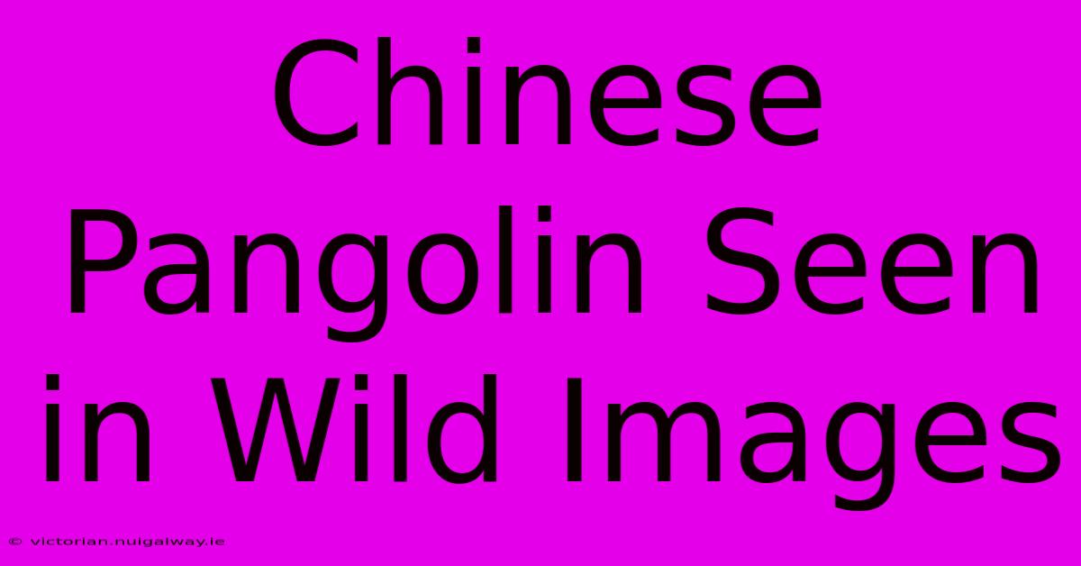 Chinese Pangolin Seen In Wild Images 