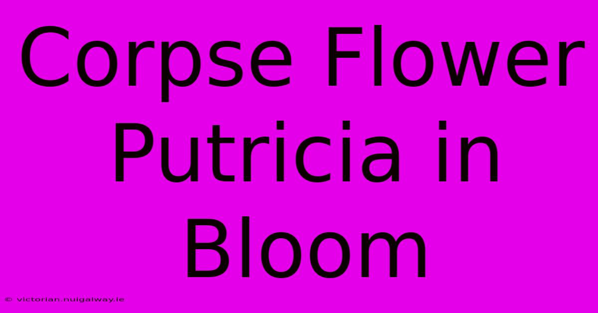 Corpse Flower Putricia In Bloom