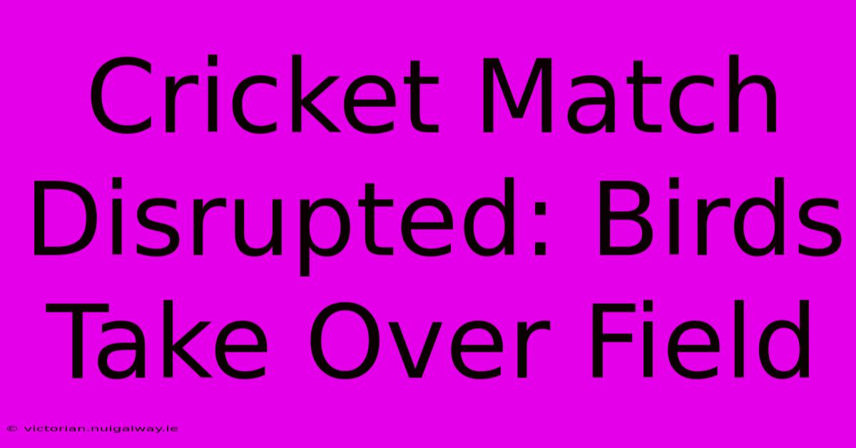 Cricket Match Disrupted: Birds Take Over Field