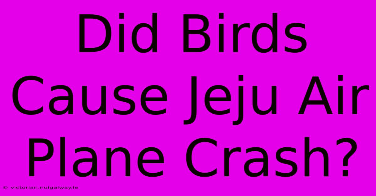 Did Birds Cause Jeju Air Plane Crash?