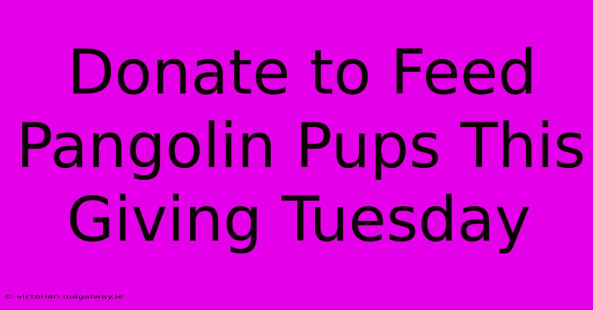 Donate To Feed Pangolin Pups This Giving Tuesday