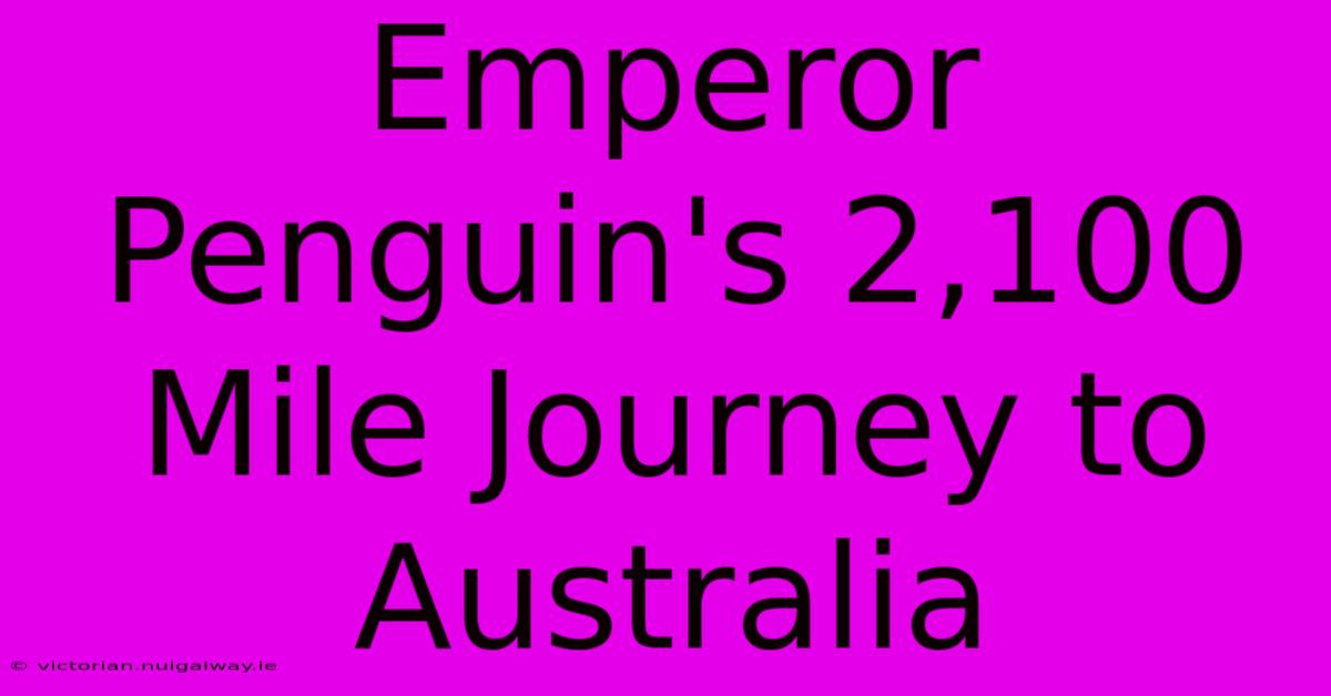 Emperor Penguin's 2,100 Mile Journey To Australia 