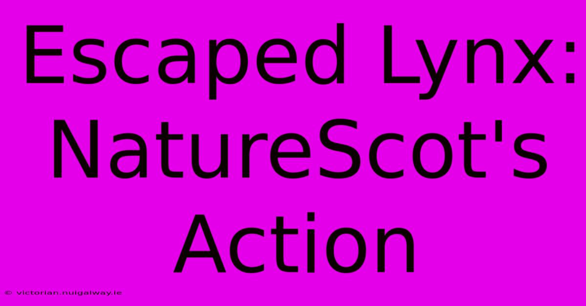 Escaped Lynx: NatureScot's Action