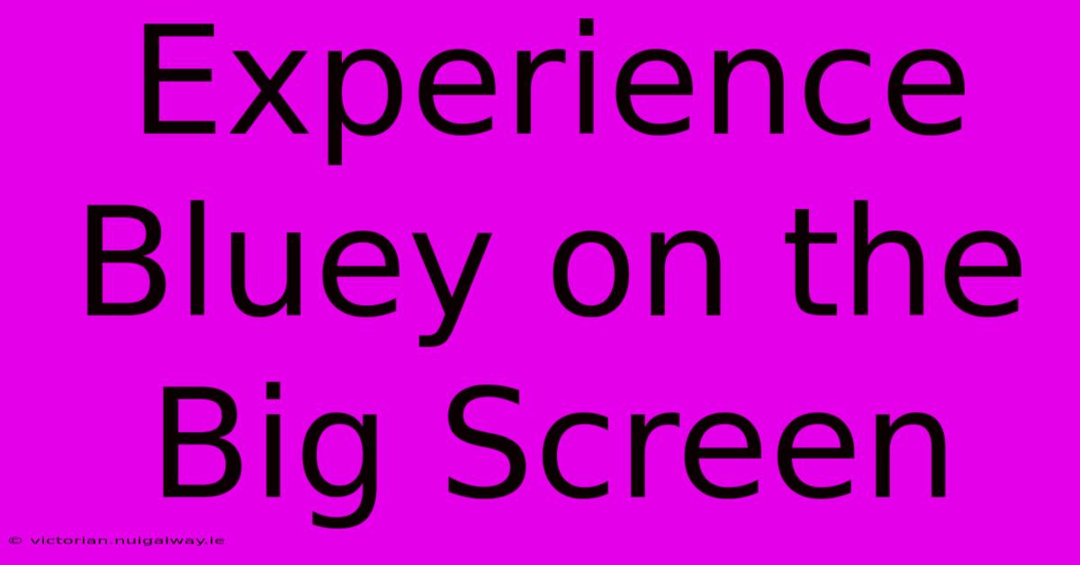 Experience Bluey On The Big Screen