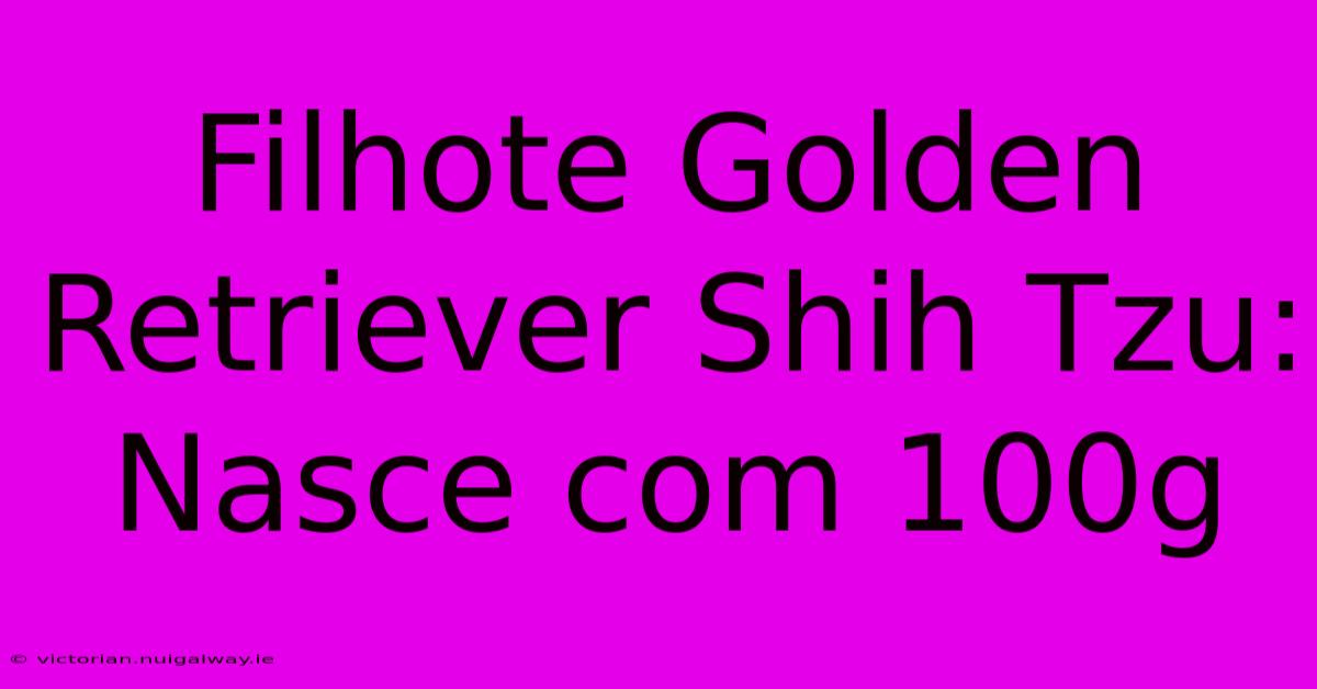 Filhote Golden Retriever Shih Tzu: Nasce Com 100g