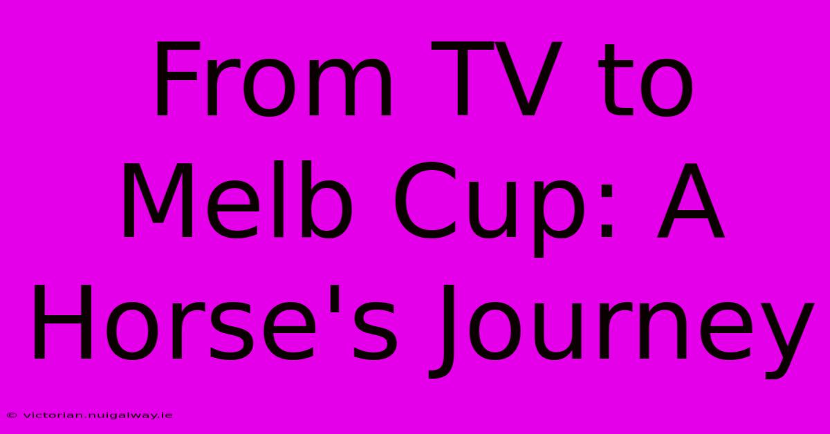 From TV To Melb Cup: A Horse's Journey