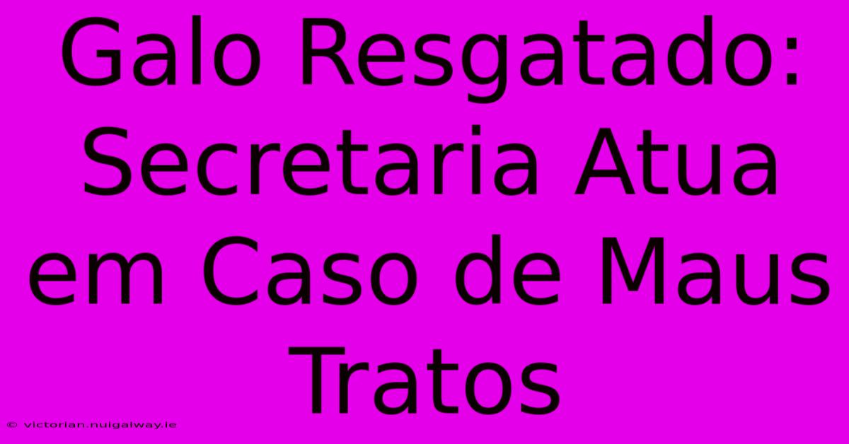 Galo Resgatado: Secretaria Atua Em Caso De Maus Tratos