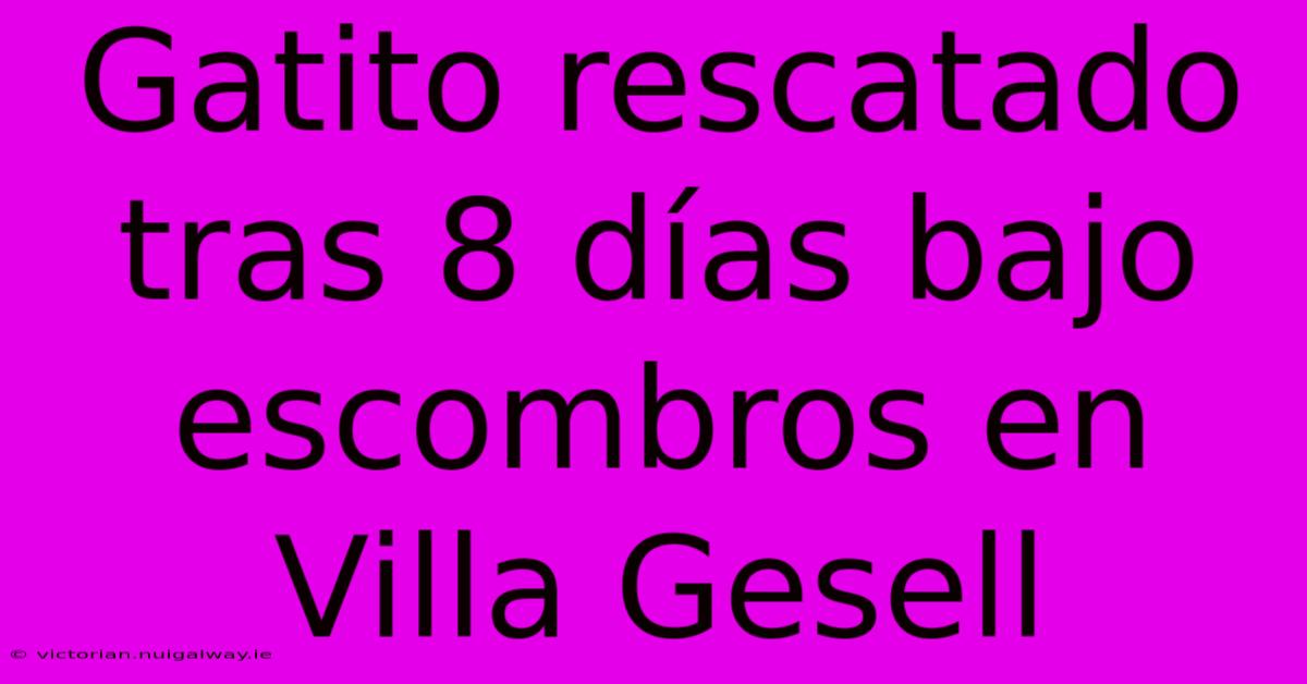 Gatito Rescatado Tras 8 Días Bajo Escombros En Villa Gesell