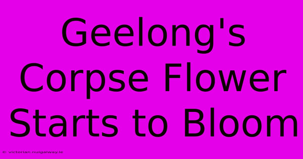 Geelong's Corpse Flower Starts To Bloom