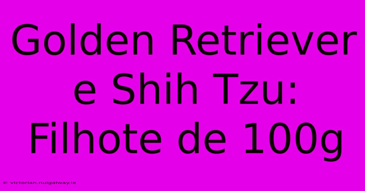 Golden Retriever E Shih Tzu: Filhote De 100g 