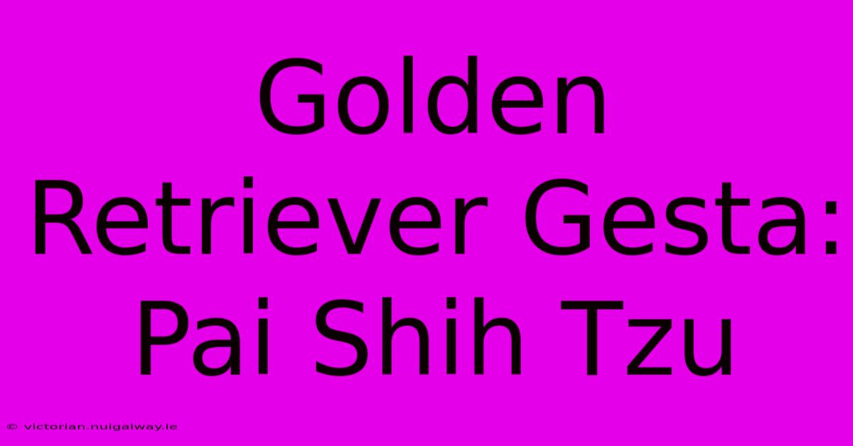 Golden Retriever Gesta: Pai Shih Tzu