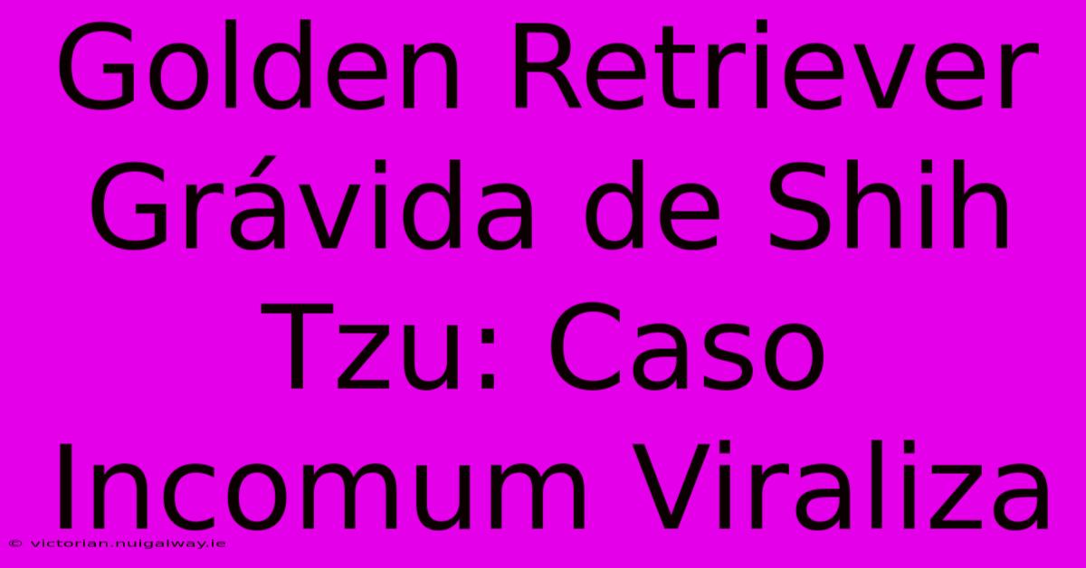 Golden Retriever Grávida De Shih Tzu: Caso Incomum Viraliza