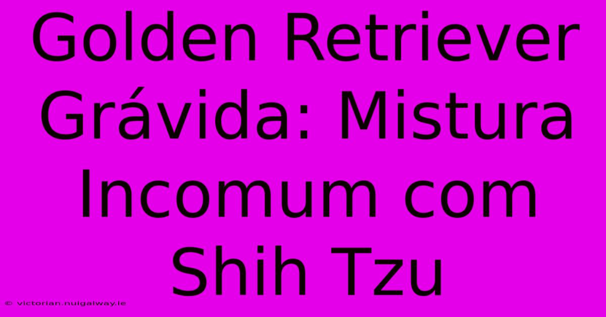 Golden Retriever Grávida: Mistura Incomum Com Shih Tzu 