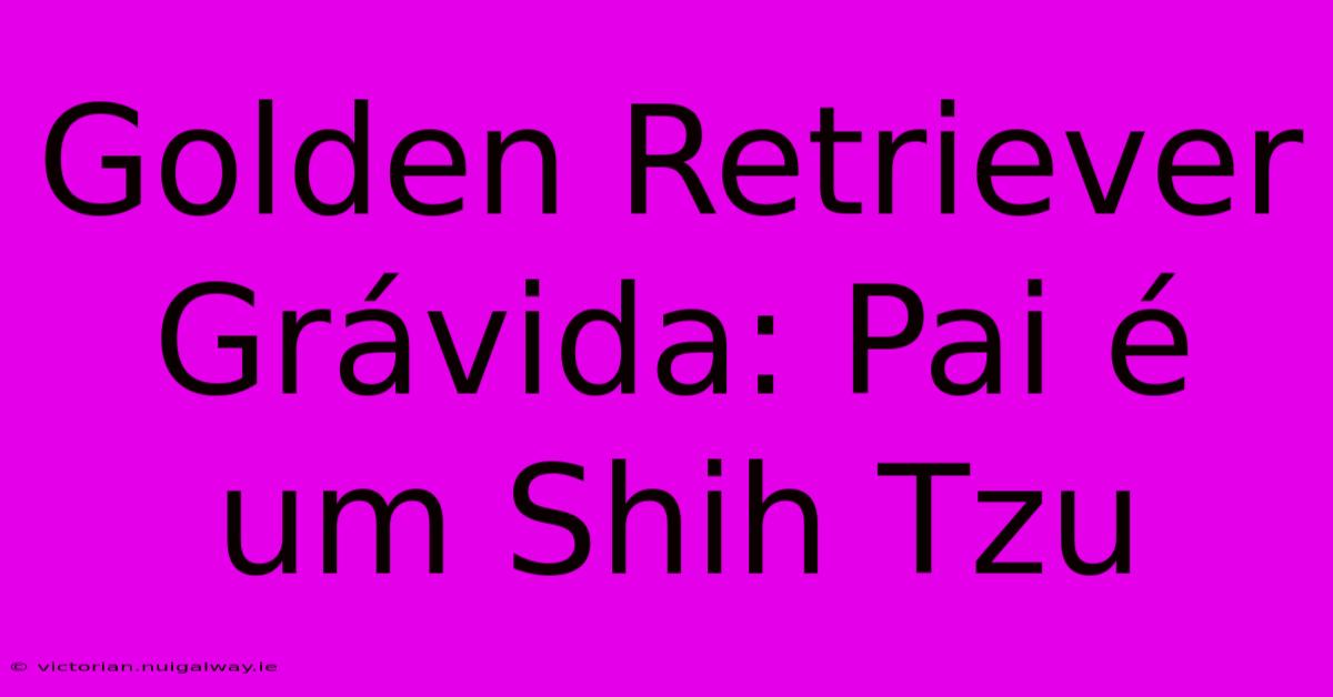 Golden Retriever Grávida: Pai É Um Shih Tzu