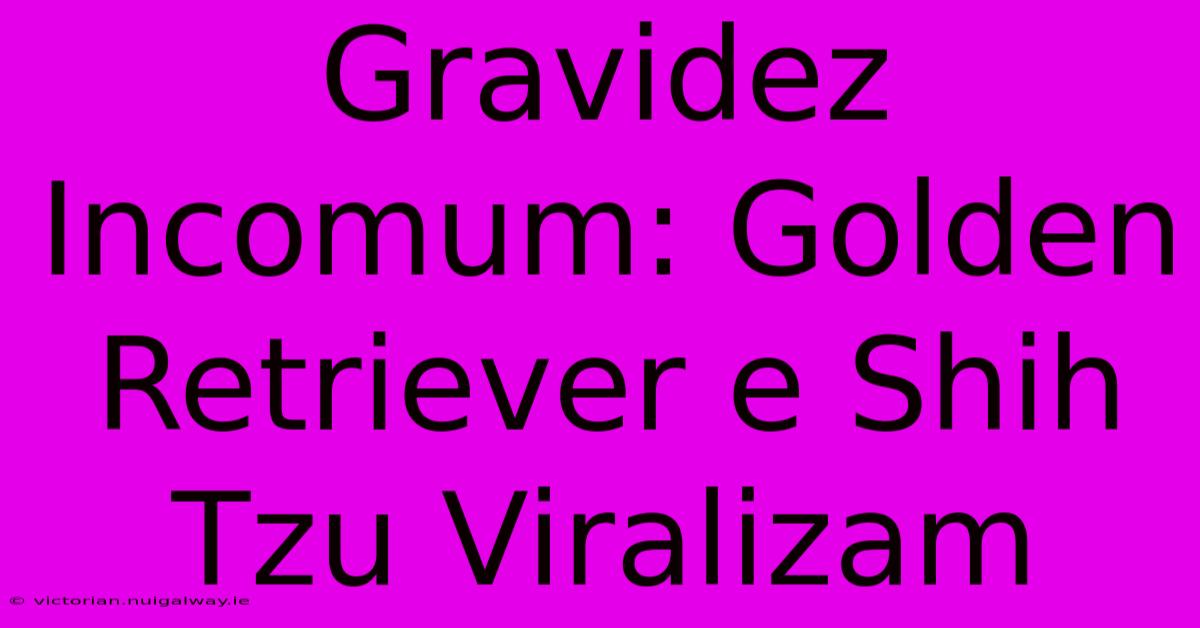 Gravidez Incomum: Golden Retriever E Shih Tzu Viralizam 