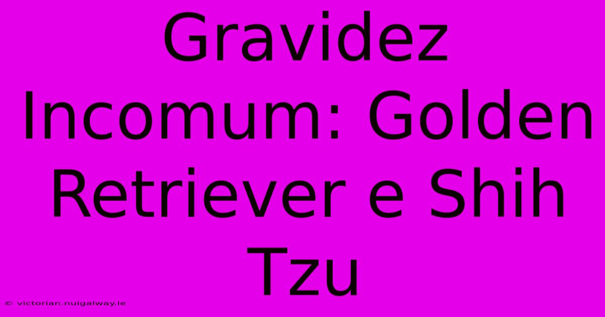 Gravidez Incomum: Golden Retriever E Shih Tzu