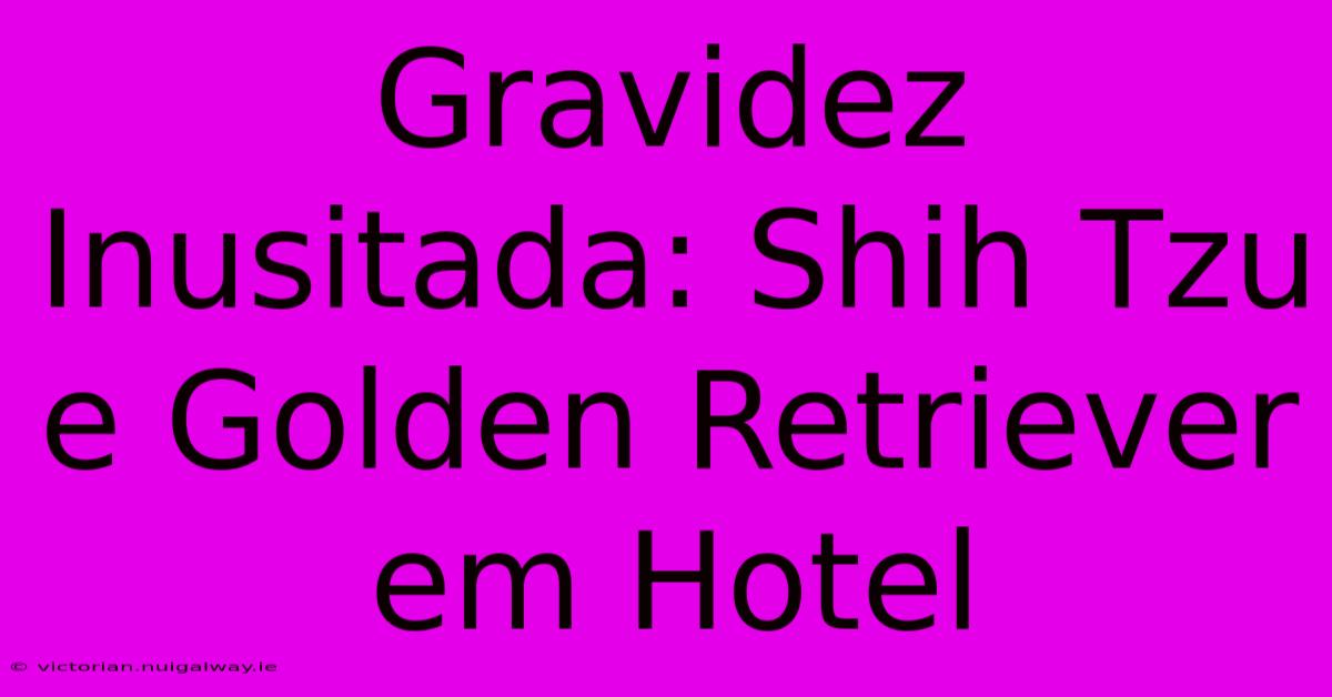 Gravidez Inusitada: Shih Tzu E Golden Retriever Em Hotel