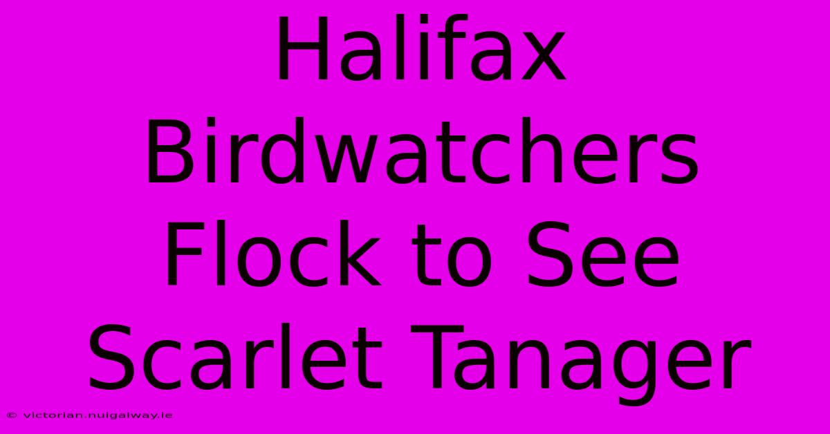 Halifax Birdwatchers Flock To See Scarlet Tanager