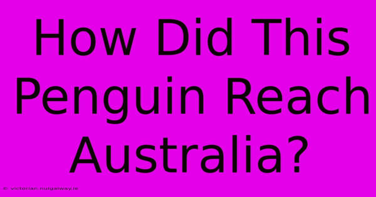 How Did This Penguin Reach Australia?