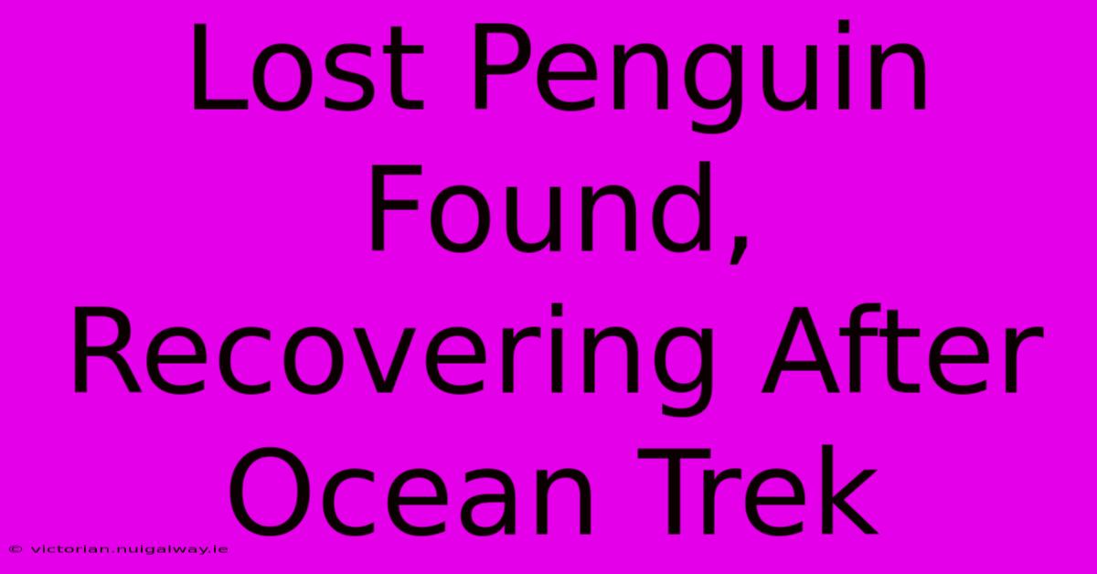 Lost Penguin Found, Recovering After Ocean Trek