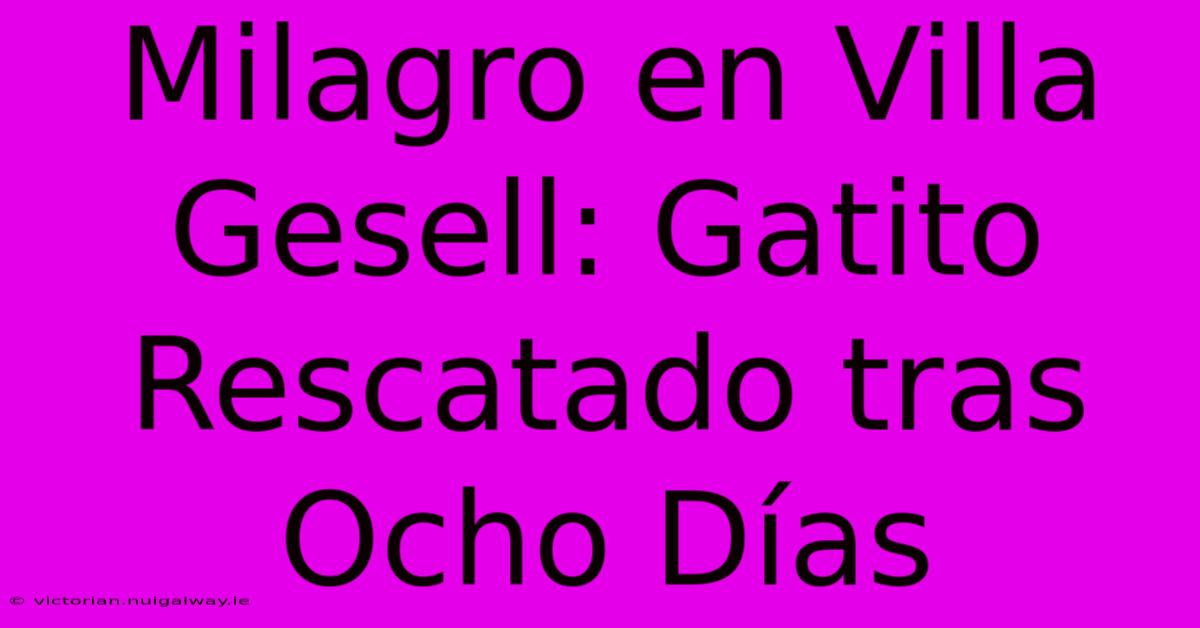 Milagro En Villa Gesell: Gatito Rescatado Tras Ocho Días