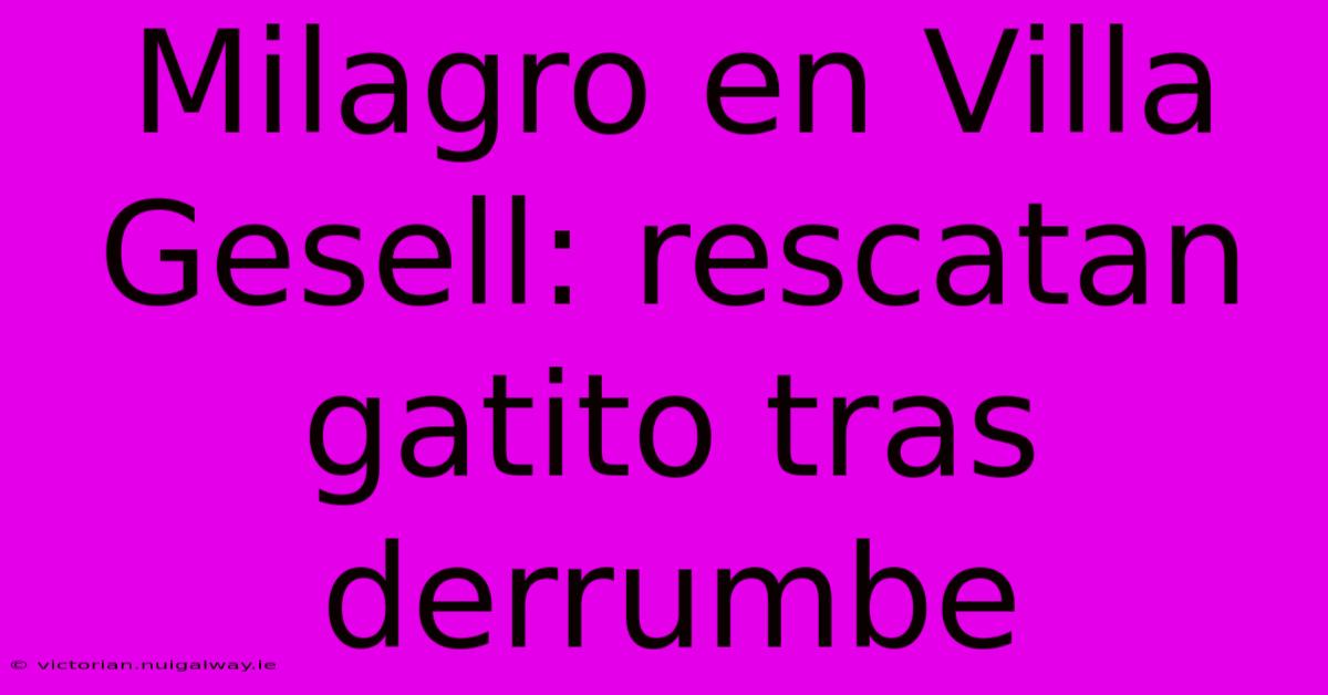 Milagro En Villa Gesell: Rescatan Gatito Tras Derrumbe