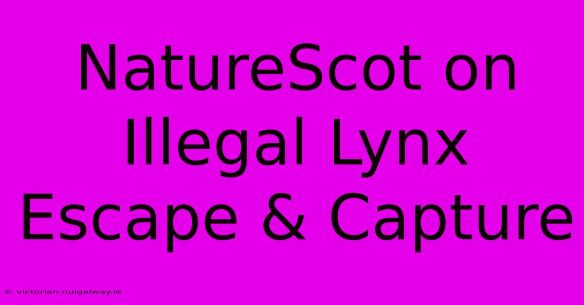 NatureScot On Illegal Lynx Escape & Capture