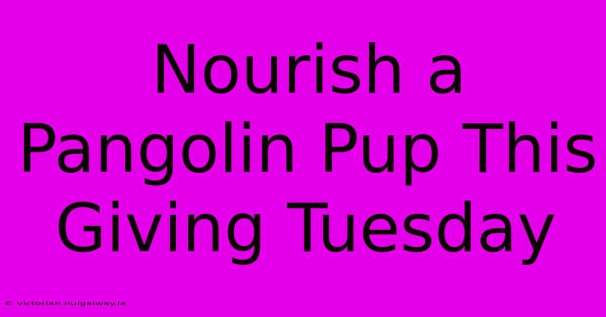 Nourish A Pangolin Pup This Giving Tuesday 