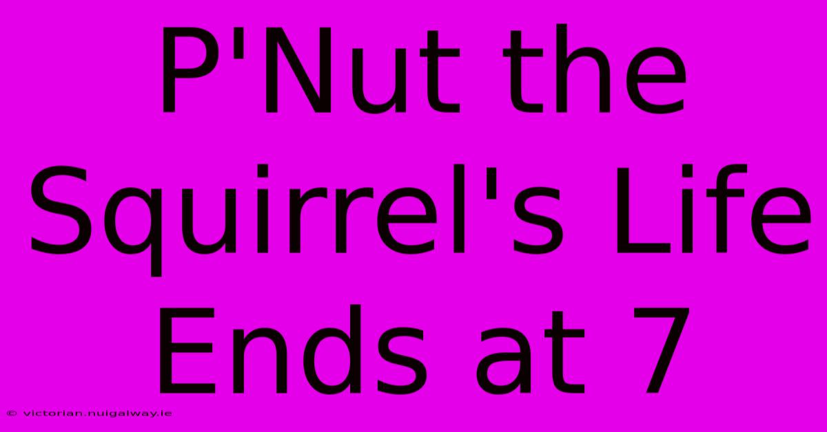 P'Nut The Squirrel's Life Ends At 7