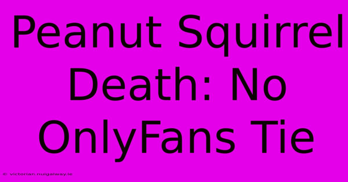 Peanut Squirrel Death: No OnlyFans Tie