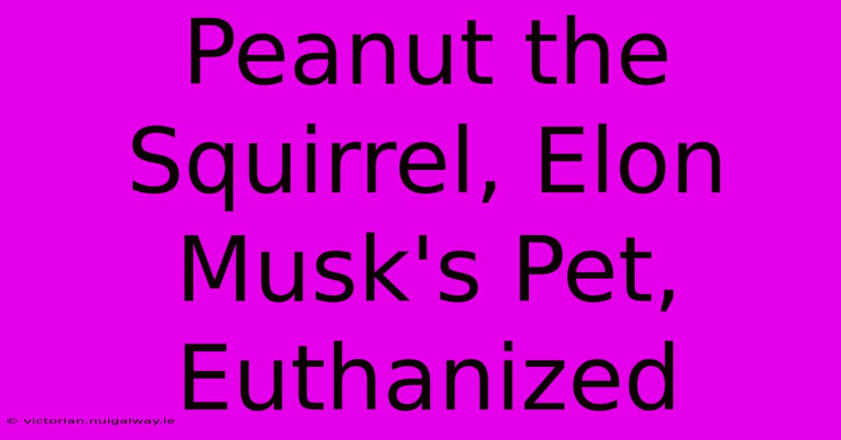 Peanut The Squirrel, Elon Musk's Pet, Euthanized