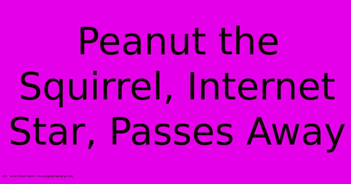 Peanut The Squirrel, Internet Star, Passes Away