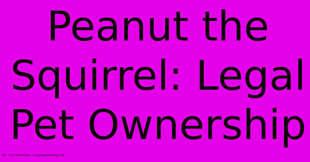 Peanut The Squirrel: Legal Pet Ownership