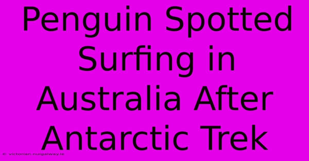 Penguin Spotted Surfing In Australia After Antarctic Trek