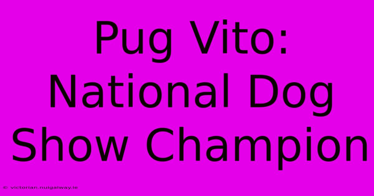 Pug Vito: National Dog Show Champion