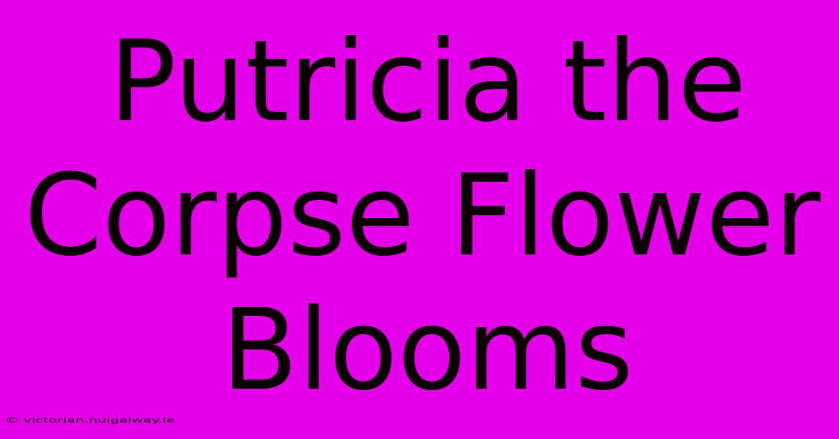 Putricia The Corpse Flower Blooms