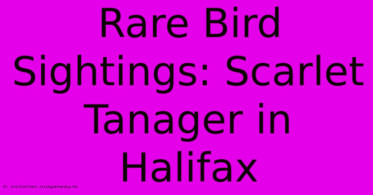 Rare Bird Sightings: Scarlet Tanager In Halifax 