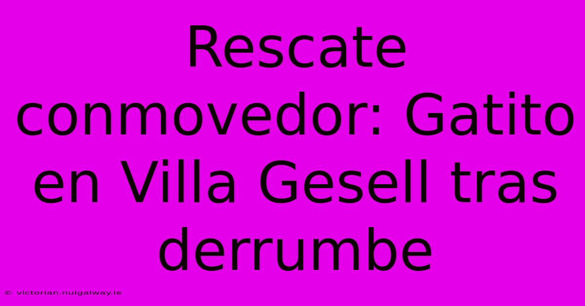 Rescate Conmovedor: Gatito En Villa Gesell Tras Derrumbe