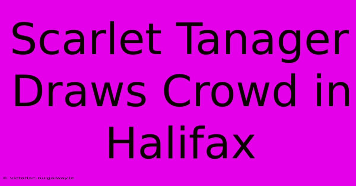 Scarlet Tanager Draws Crowd In Halifax