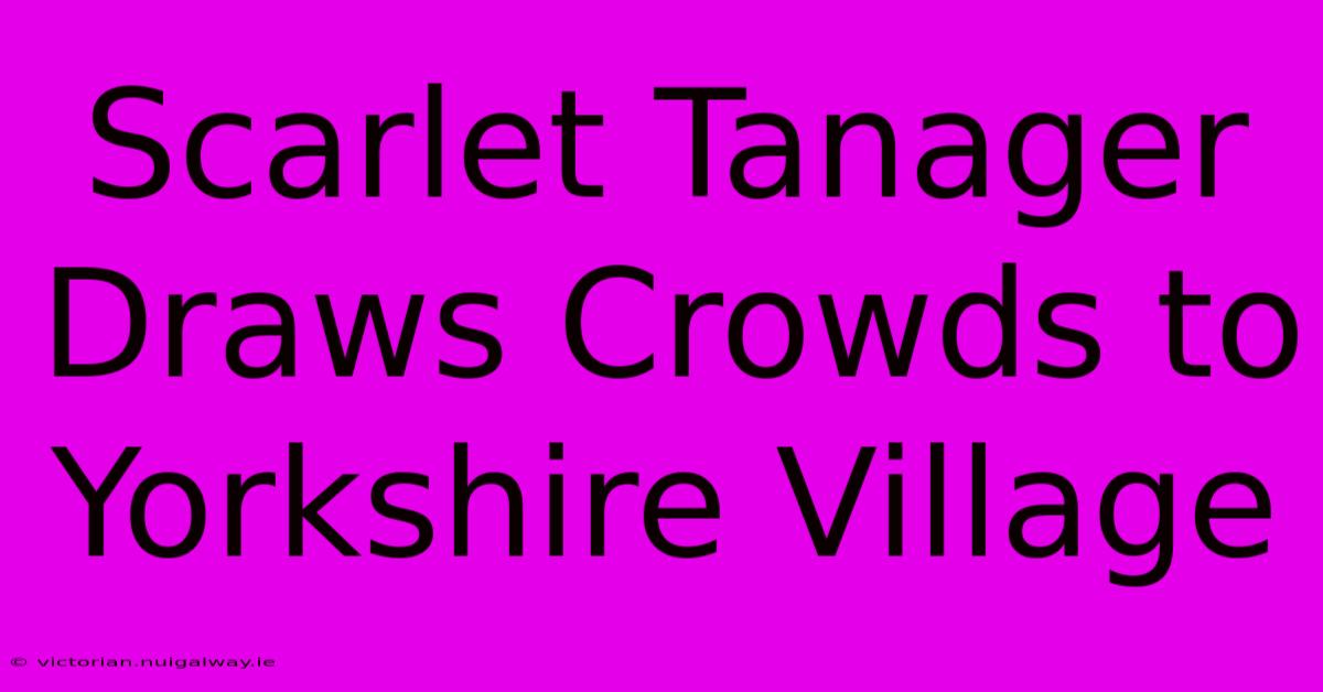 Scarlet Tanager Draws Crowds To Yorkshire Village