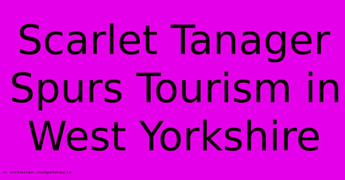 Scarlet Tanager Spurs Tourism In West Yorkshire 