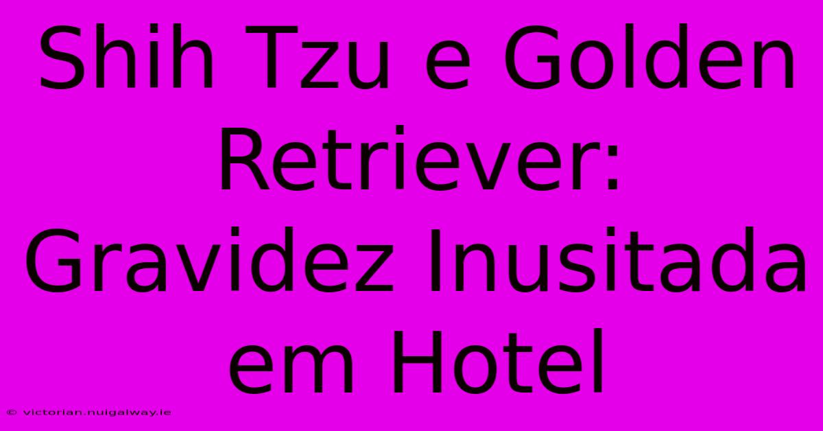 Shih Tzu E Golden Retriever: Gravidez Inusitada Em Hotel