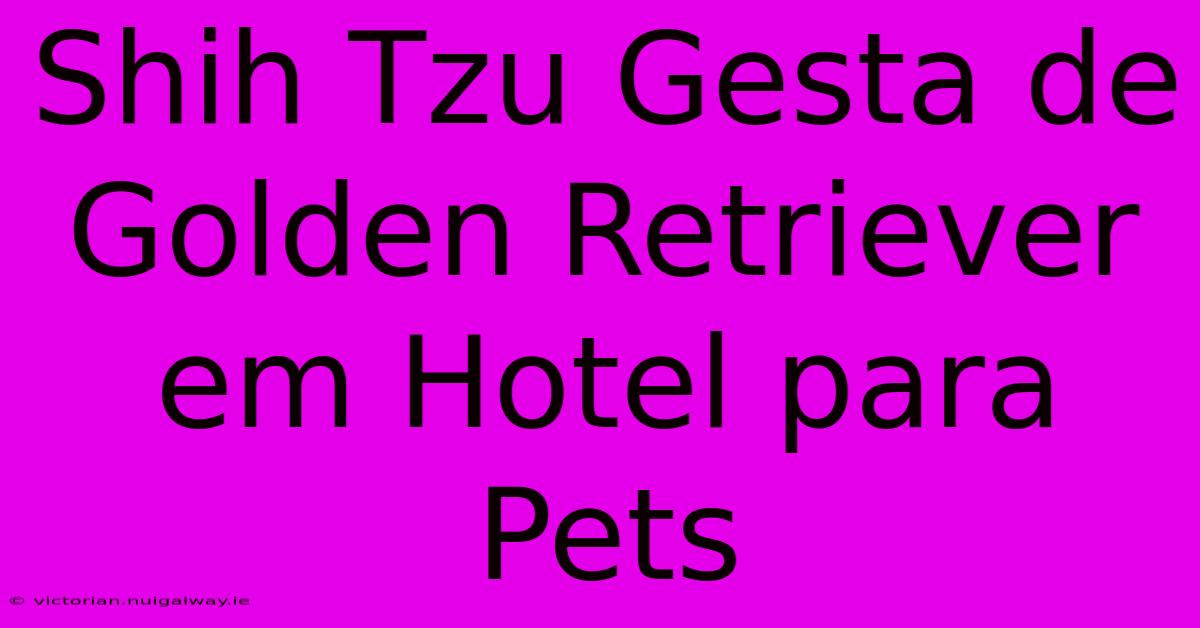 Shih Tzu Gesta De Golden Retriever Em Hotel Para Pets