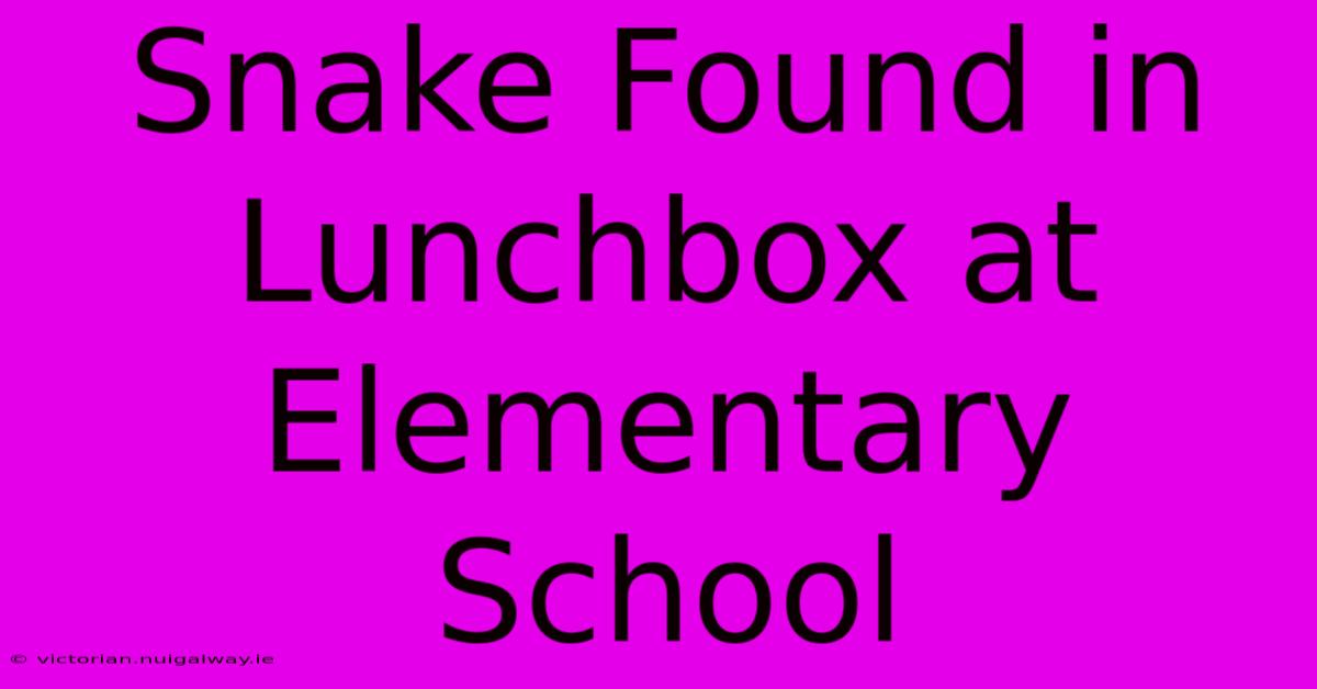 Snake Found In Lunchbox At Elementary School